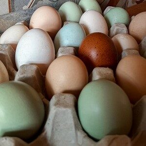 Unsere Naturbunten Eier